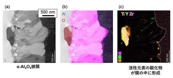 図 ODS Fe15Cr7Al 合金が形成したα Al 2 O 3 被膜の断面組織、（a）走査透過電子顕微鏡像、 （b）アルミニウムと酸素のエネルギー分散型X線（EDX）元素マッピング像、（c）チタン、イットリウム、ジルコニウムのEDX分析による元素マッピング像 （東京工業大学提供）