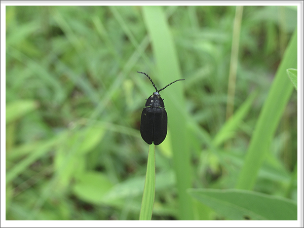 photo:林のあかり