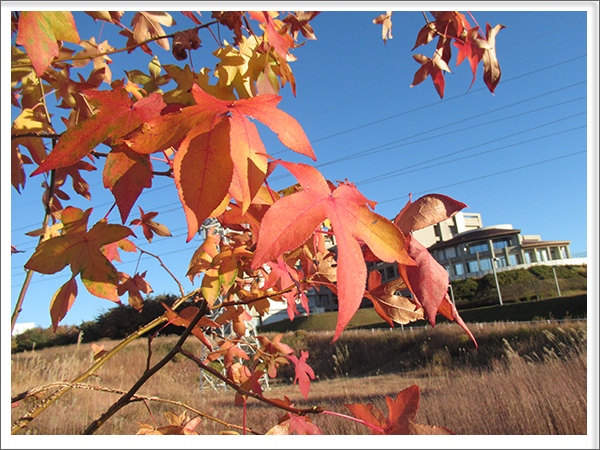 photo:楓（ふう）・紅葉葉楓