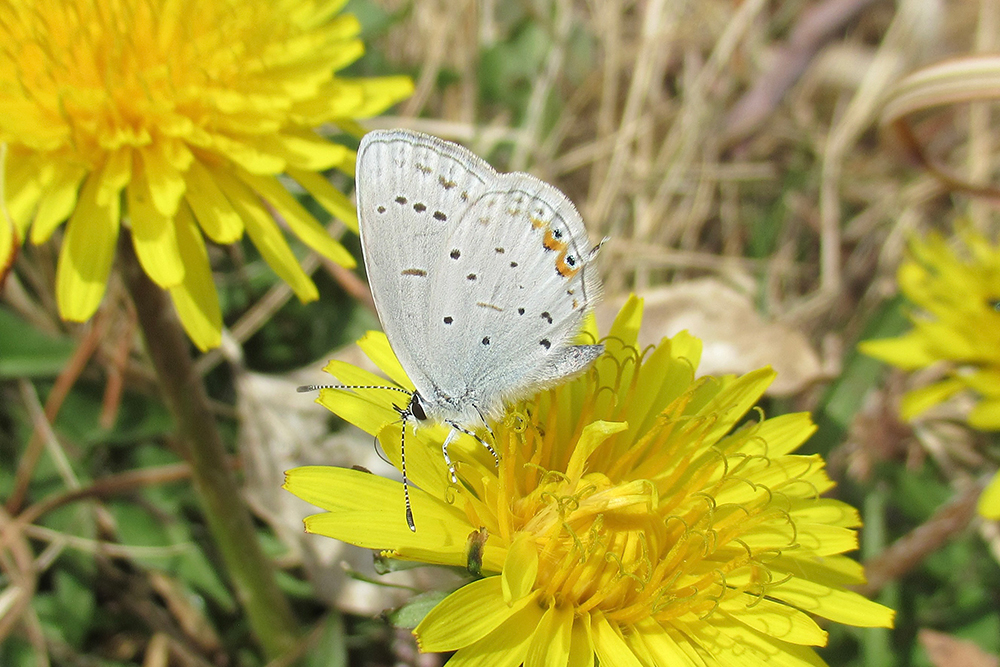 タンポポで吸蜜するツバメシジミ