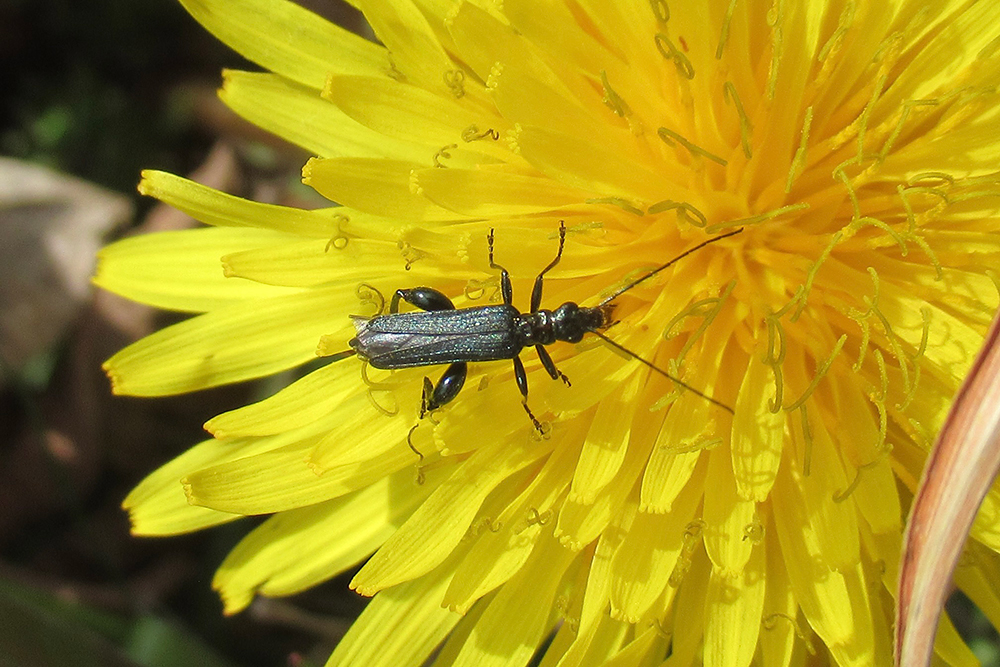 タンポポとモモブトカミキリモドキ