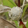 昆虫界の陶芸家