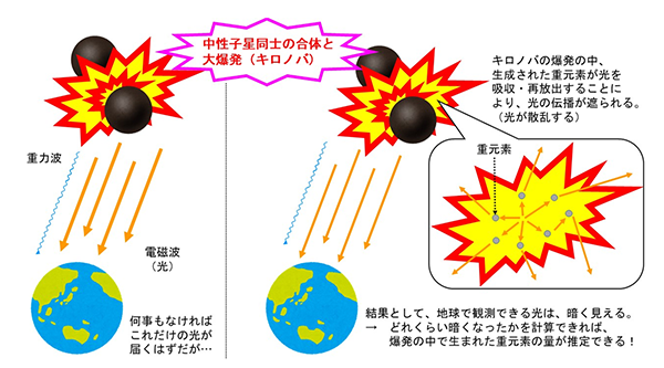 図1　キロノバとその中での重元素による光の吸収と再放出の模式図